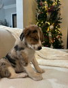 Finn- ADOPTION IN PROCESS - Photo 4