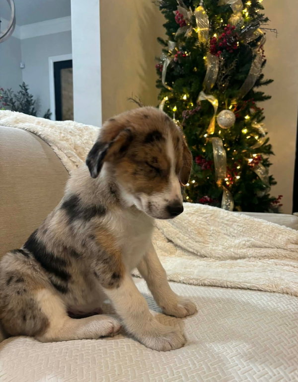 Finn- ADOPTION IN PROCESS