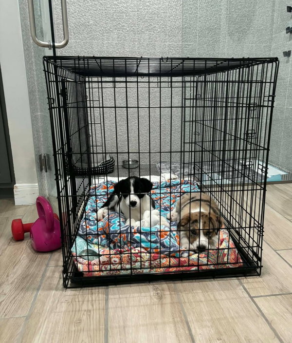 Tucker - ADOPTION IN PROCESS