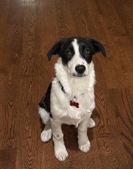 TUCKER - ADOPTION IN PROCESS - Australian Shepherd available for adoption