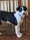 Tucker - ADOPTION IN PROCESS - Photo 2