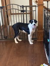 Tucker - ADOPTION IN PROCESS - Photo 3