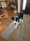 Tucker - ADOPTION IN PROCESS - Photo 4
