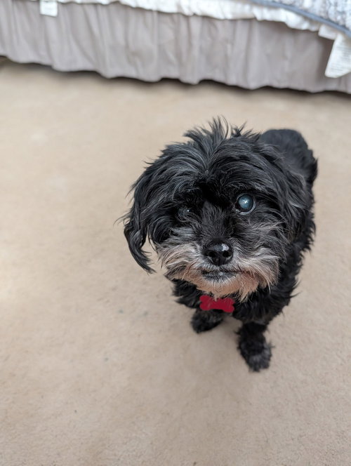 REX - Shih Tzu / Schnauzer available for adoption