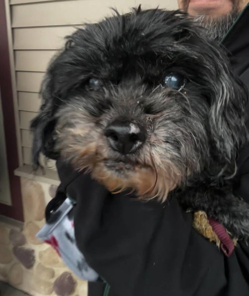 REX - Shih Tzu / Schnauzer available for adoption