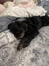 Rex - Photo 3