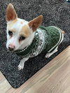 Mack - ADOPTION IN PROCESS - Photo 2