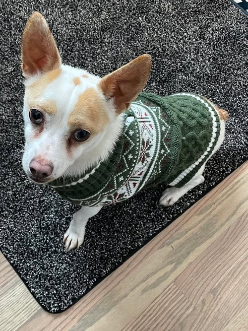 MACK - ADOPTION IN PROCESS - Chihuahua available for adoption