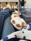 Mack - ADOPTION IN PROCESS - Photo 4