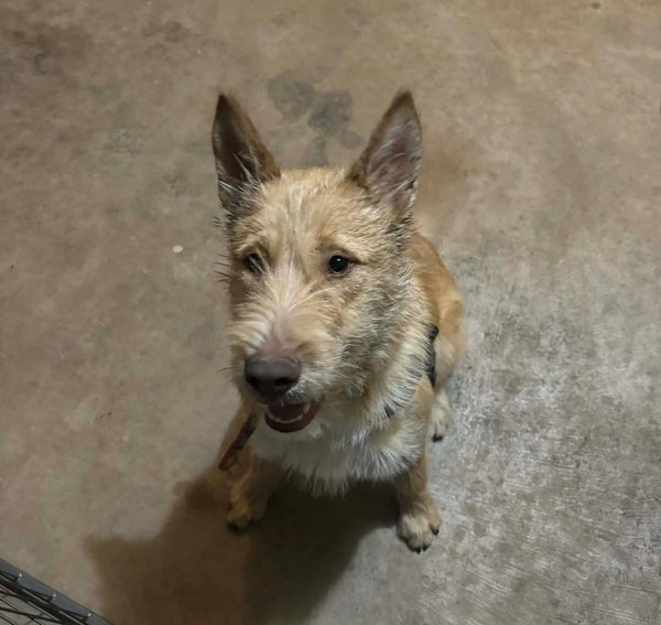 Fiesta - ADOPTION IN PROCESS
