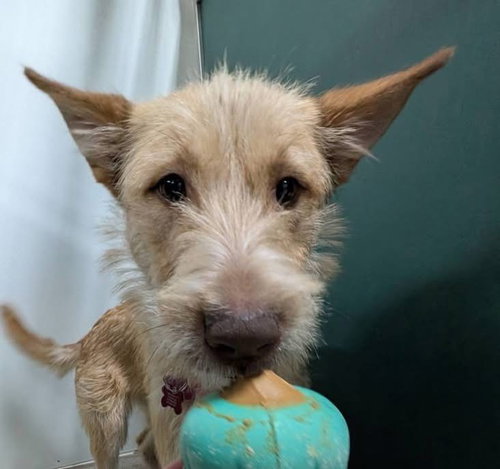 FIESTA - Wirehaired Fox Terrier available for adoption