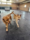 Fiesta - ADOPTION IN PROCESS - Photo 3