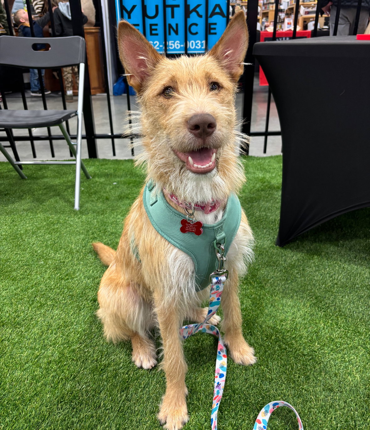 Fiesta - Adoption In Process