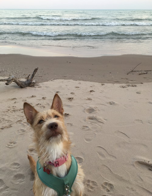 FIESTA - ADOPTION IN PROCESS - Wirehaired Fox Terrier available for adoption