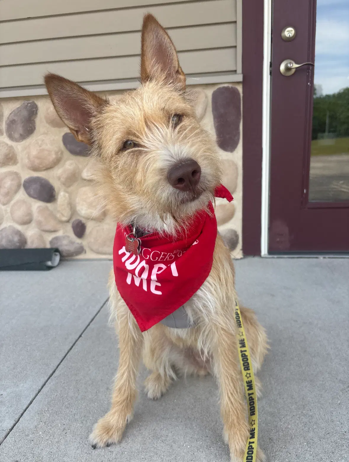 Fiesta - Wirehaired Fox Terrier