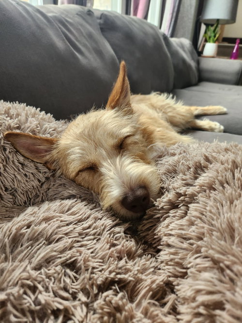 FIESTA - Wirehaired Fox Terrier available for adoption