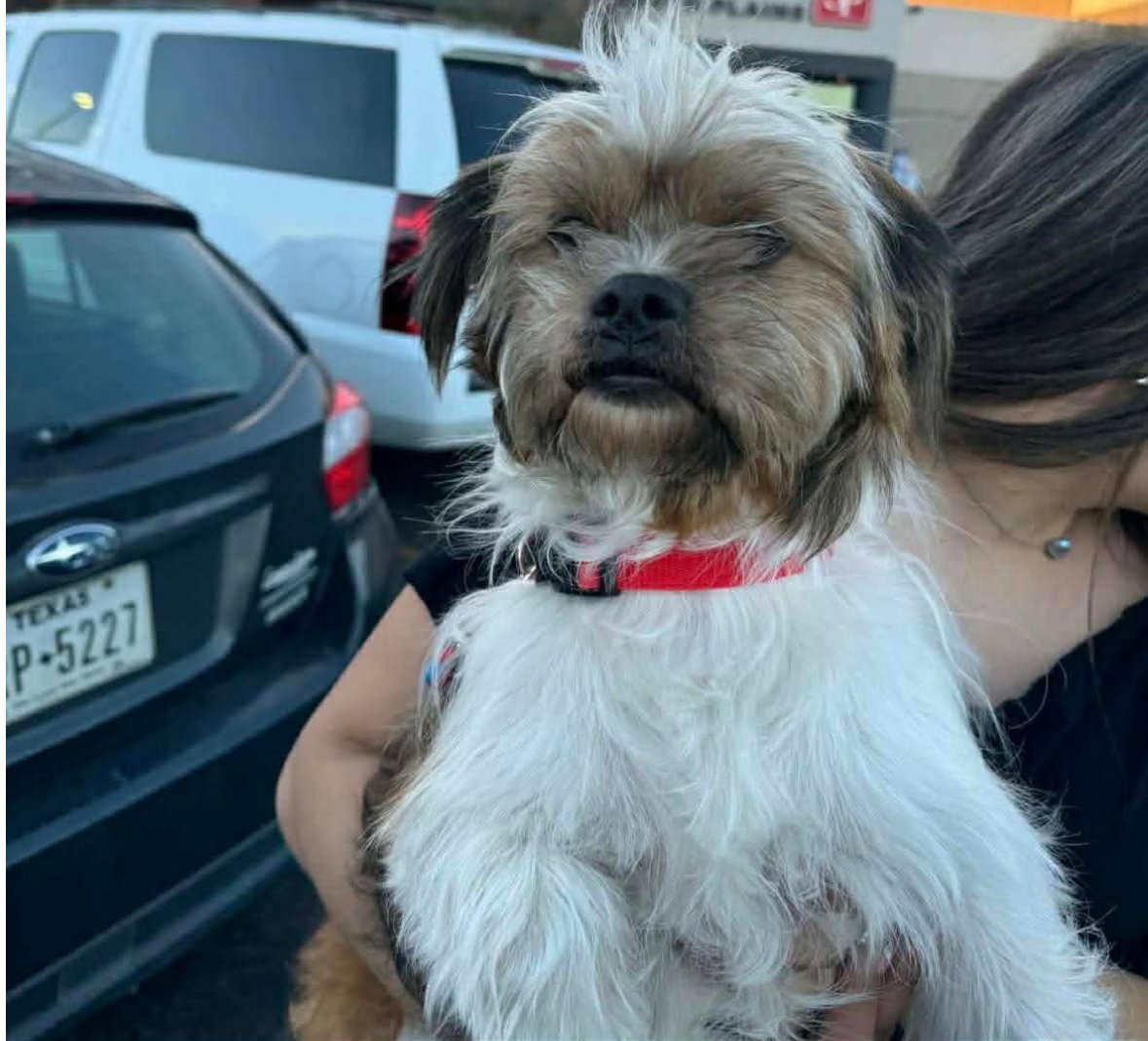 Benji - ADOPTION IN PROCESS Image