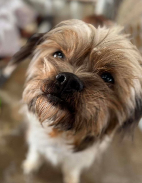 BENJI - ADOPTION IN PROCESS - Maltese available for adoption