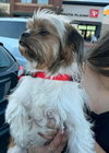 Benji - ADOPTION IN PROCESS - Photo 3