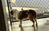 Benji - ADOPTION IN PROCESS - Photo 4