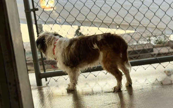 Benji - ADOPTION IN PROCESS