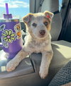 Sundae - ADOPTION IN PROCESS - Photo 1