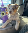 Sundae - ADOPTION IN PROCESS - Photo 2