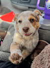 Sundae - ADOPTION IN PROCESS - Photo 3