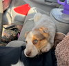 Sundae - ADOPTION IN PROCESS - Photo 4