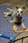 Rocket - ADOPTION IN PROCESS - Photo 4