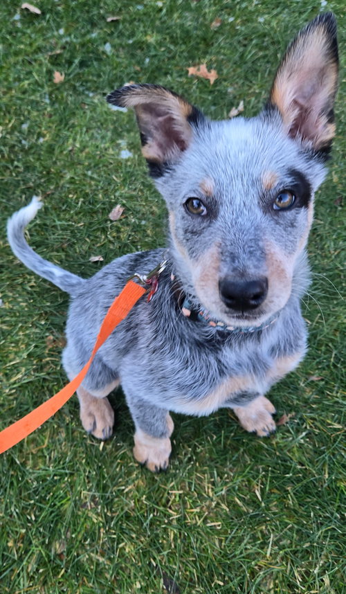 ROCKET - ADOPTION IN PROCESS - Australian Cattle Dog/Blue Heeler / Australian Shepherd available for adoption
