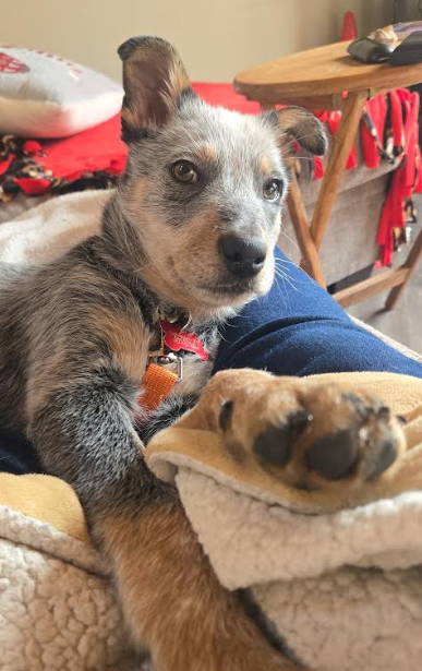 ROCKET - ADOPTION IN PROCESS - Australian Cattle Dog/Blue Heeler / Australian Shepherd available for adoption