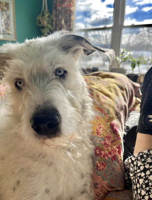 SNOW - ADOPTION IN PROCESS - Terrier available for adoption