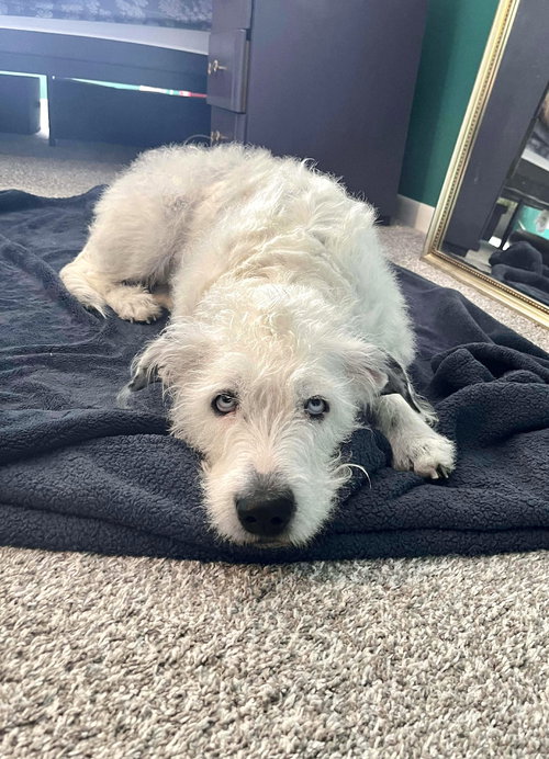 SNOW - ADOPTION IN PROCESS - Terrier available for adoption