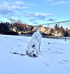 Snow - ADOPTION IN PROCESS - Photo 4