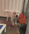 Lola- ADOPTION IN PROCESS - Photo 1