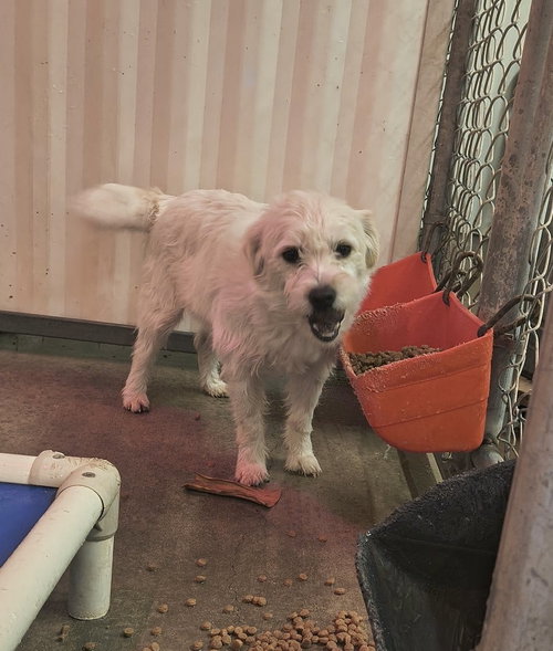 LOLA- ADOPTION IN PROCESS - Terrier / West Highland White Terrier Westie available for adoption
