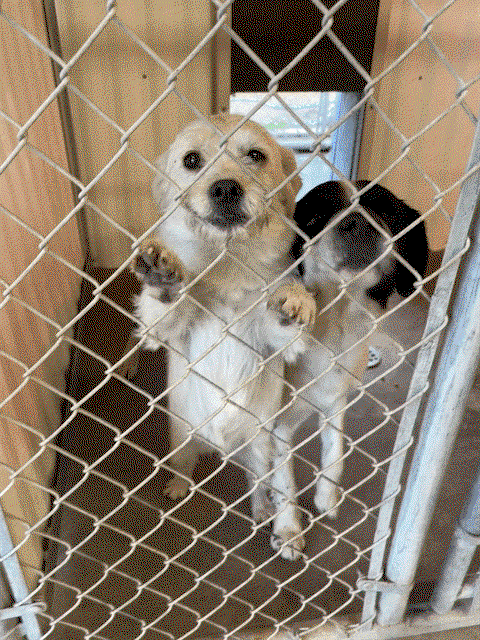LOLA- ADOPTION IN PROCESS - Terrier / West Highland White Terrier Westie available for adoption
