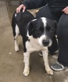 Logan - ADOPTION IN PROCESS - Photo 1