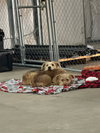Ruth - ADOPTION IN PROCESS - Photo 3