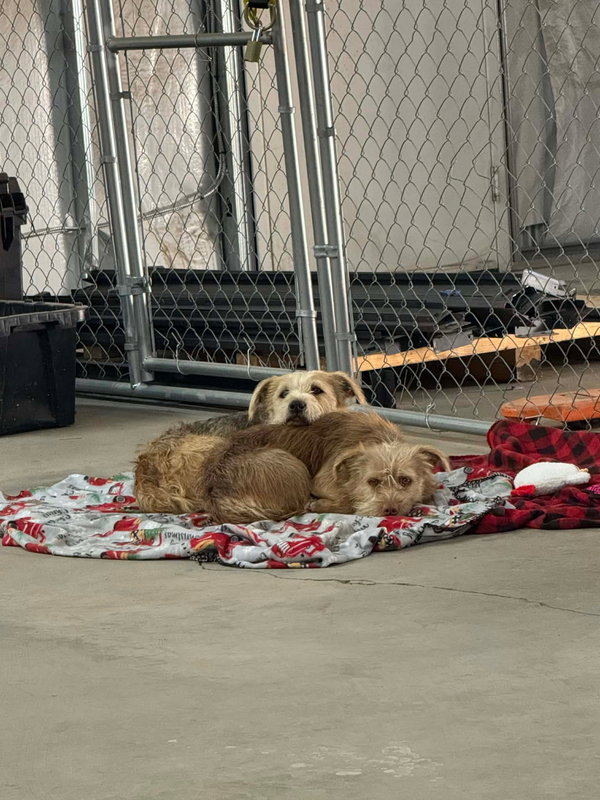 Ruth - ADOPTION IN PROCESS