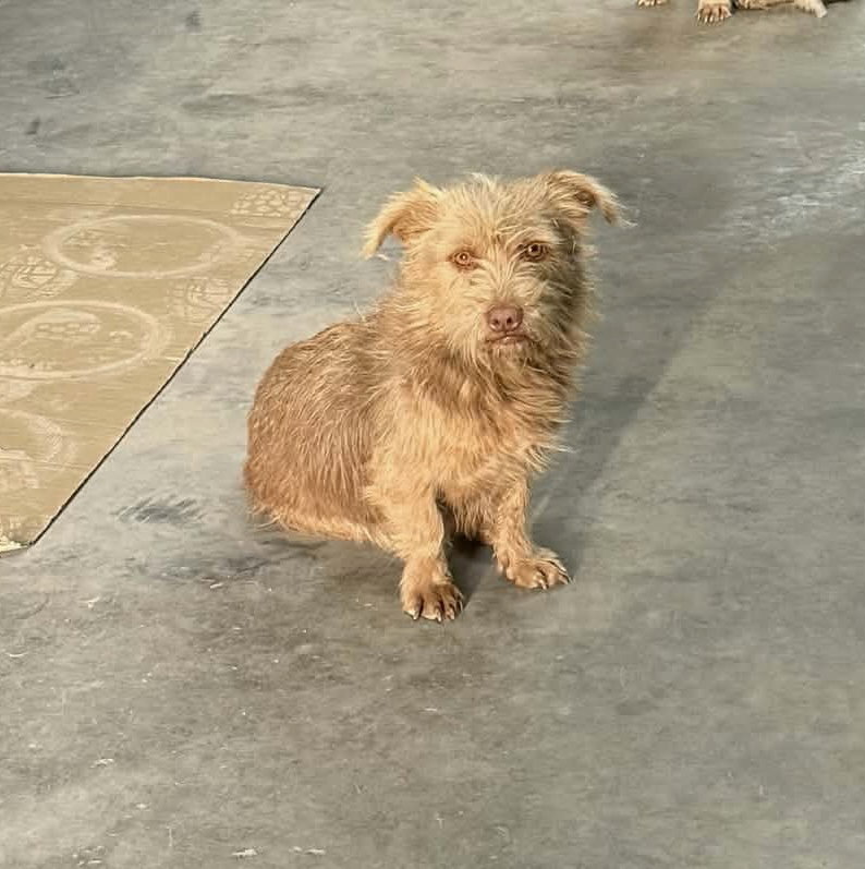 Roxie- ADOPTION IN PROCESS Image