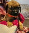 Aynsley- ADOPTION IN PROCESS - Photo 1