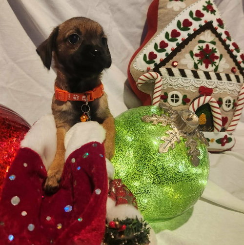 AYNSLEY- ADOPTION IN PROCESS - Chihuahua / Dachshund available for adoption