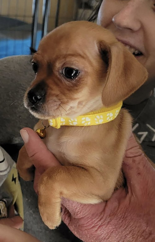 ANGELA- ADOPTION IN PROCESS - Chihuahua / Dachshund available for adoption