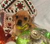 Angela- ADOPTION IN PROCESS - Photo 3
