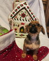 Tommy - ADOPTION IN PROCESS - Photo 1