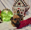 Tommy - ADOPTION IN PROCESS - Photo 2
