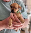 Monty - ADOPTION IN PROCESS - Photo 1