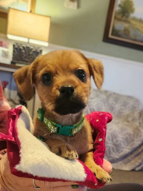MONTY - ADOPTION IN PROCESS - Chihuahua / Dachshund available for adoption